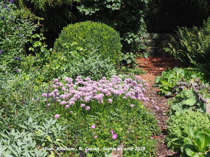 Allium 'Millenium'