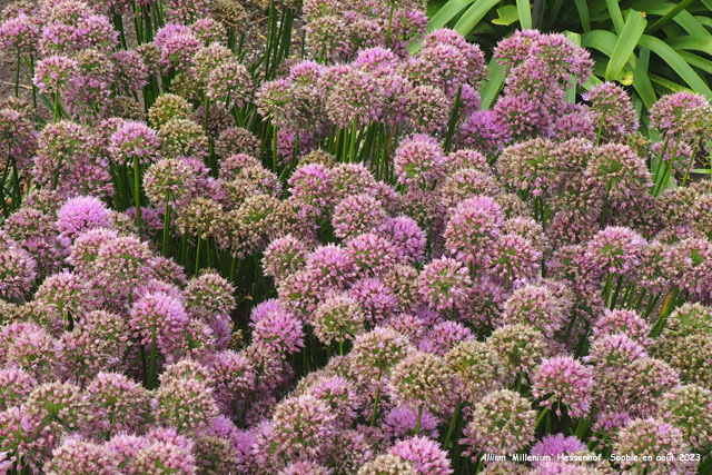 Allium 'Millenium'