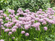 Allium 'Millenium'