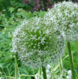 Allium stipitatum 'Mount Everest'