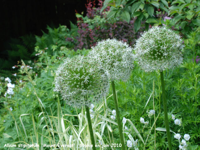 Allium stipitatum 'Mount Everest'