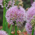Allium nutans 'Caroline'