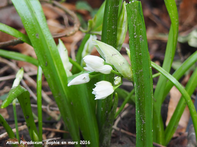 Allium paradoxum