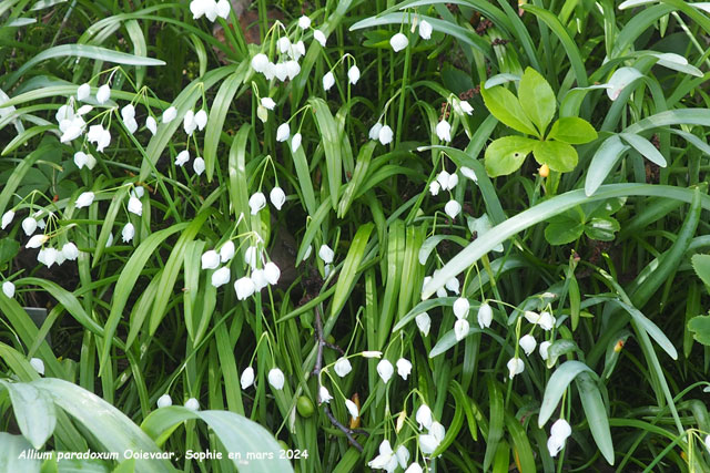 Allium paradoxum var. noramle