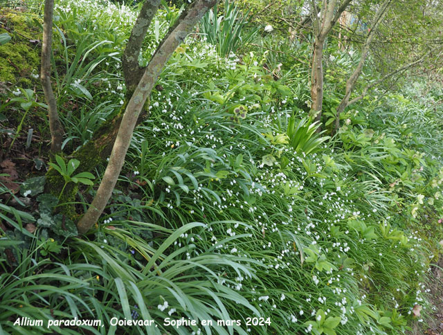 Allium paradoxum var. noramle