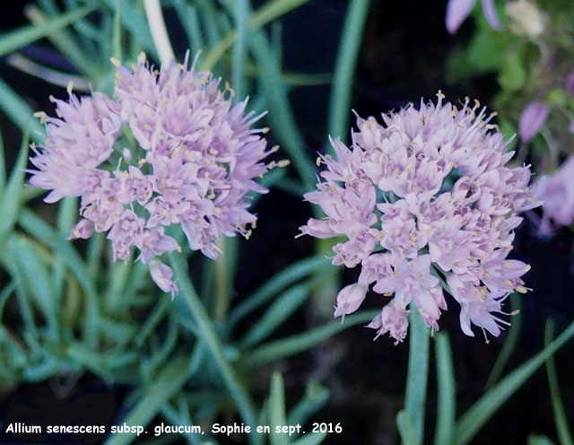 Allium senescens subsp. glaucum