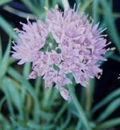 Allium senescens subsp. glaucum