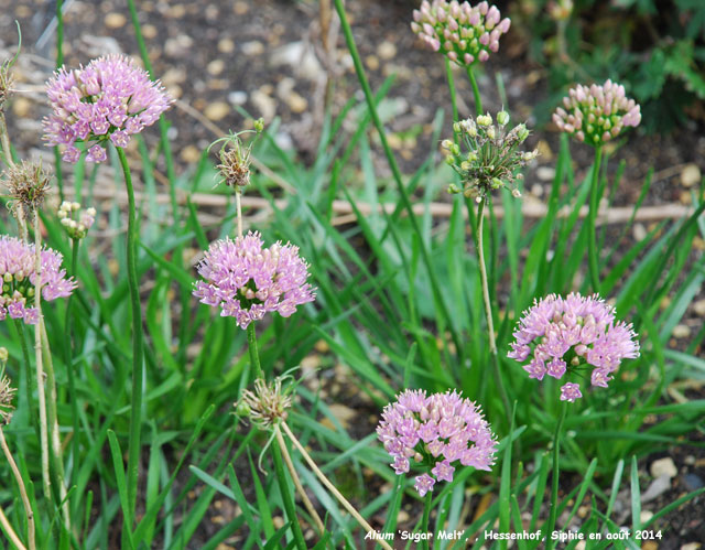 Allium 'Sugar Melt'