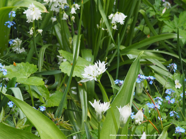 Allium zebdanense