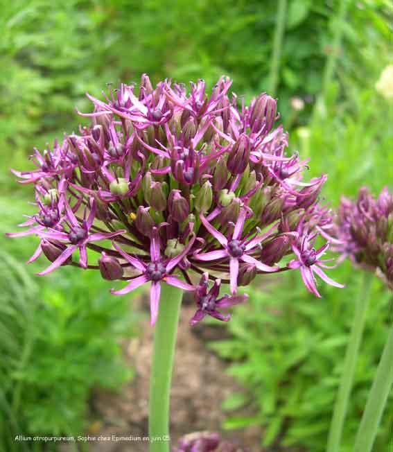 Allium atropurpureum