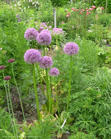 Allium 'Firmament'