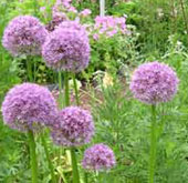 Allium 'Firmament'