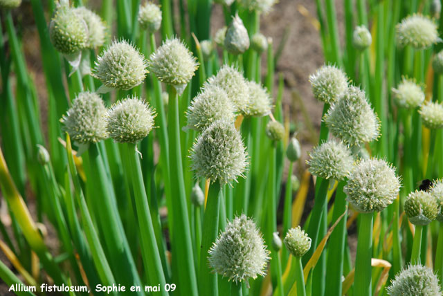 Allium fistulosum