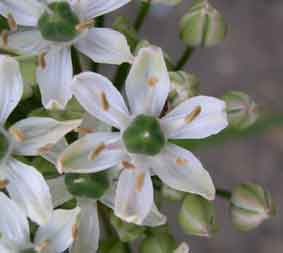 Allium nigrum