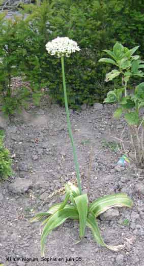 Allium nigrum