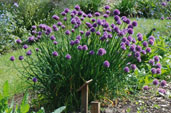 Allium schoenoprasum