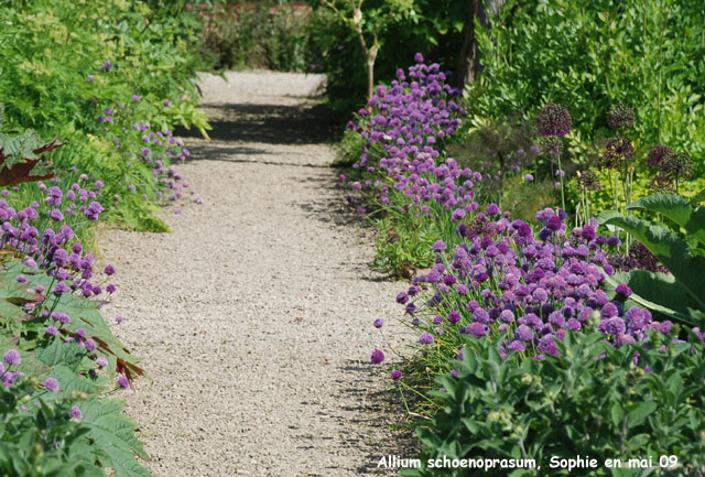 Allium schoenoprasum