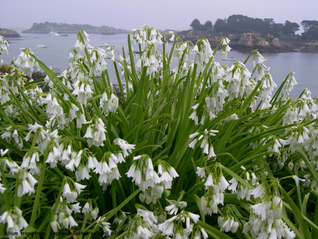 Allium triquetrum