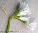 Allium triquetrum