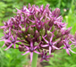 Allium atropurpureum