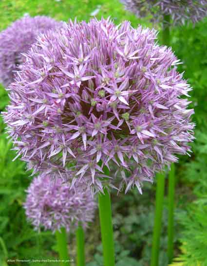 Allium 'Firmament'