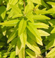 Aloysia citriodora 'Golden Wind'