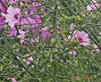 Athea cannabina