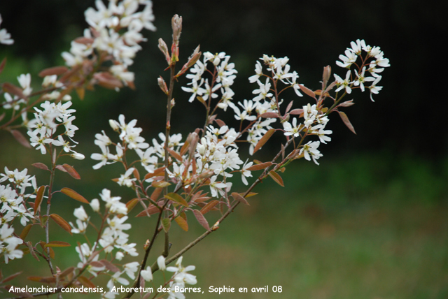 Amelanchier canadensis