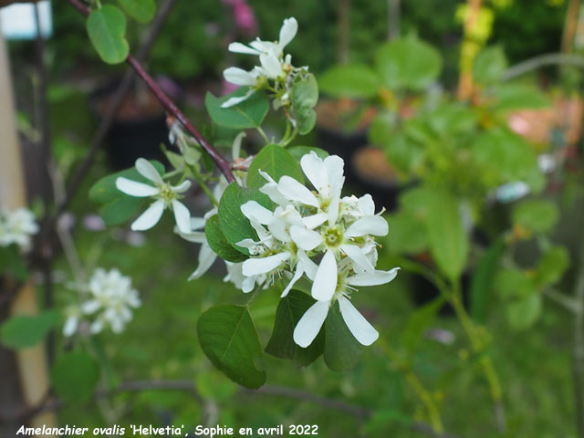 Amelanchier ovalis 'Helvetia'