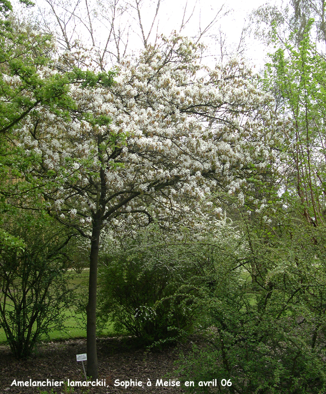 Amelanchier lamarckii