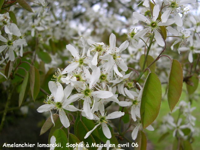 Amelanchier lamarckii