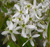 Amelanchier lamarckii