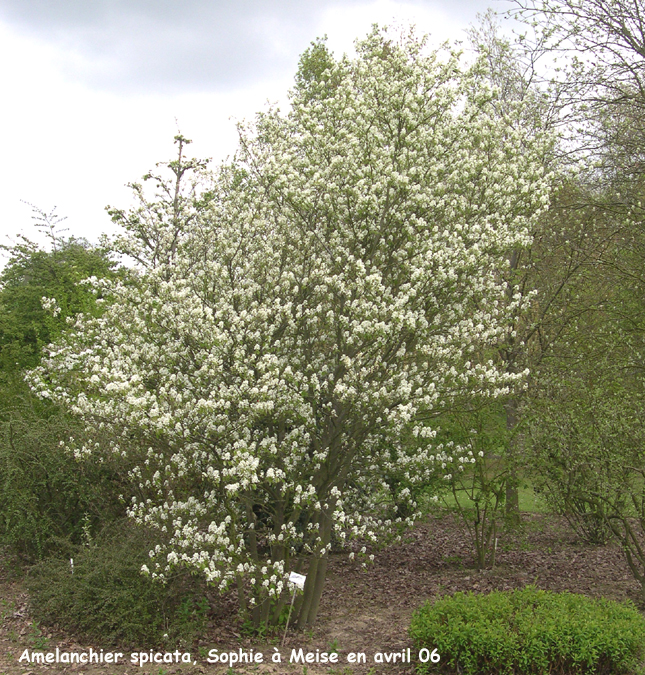 Amelanchier spicata