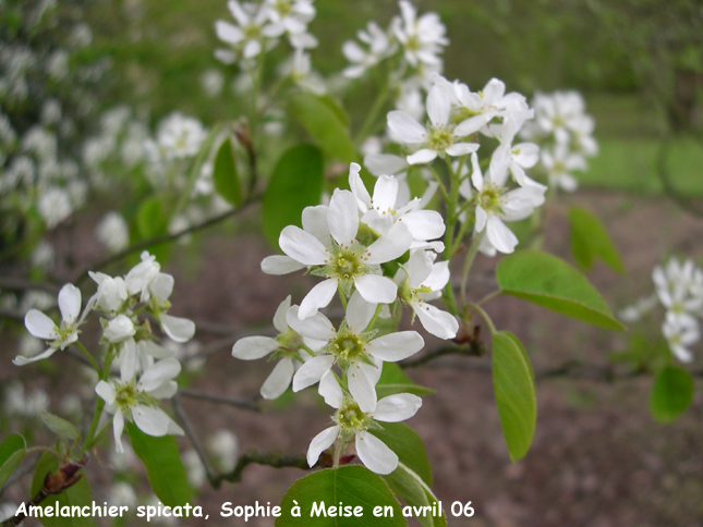 Il s'agit peut-être d'un hybride entre A. canadensis x A. stolonifera.