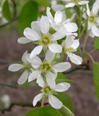 Amelanchier spicata