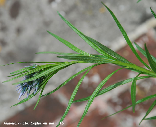 Amsonia ciliata