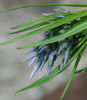 Amsonia ciliata