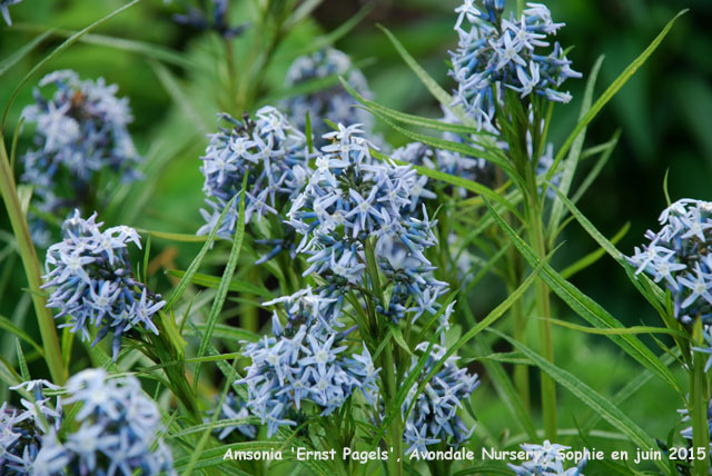 Amsonia 'Ernst Pagels'