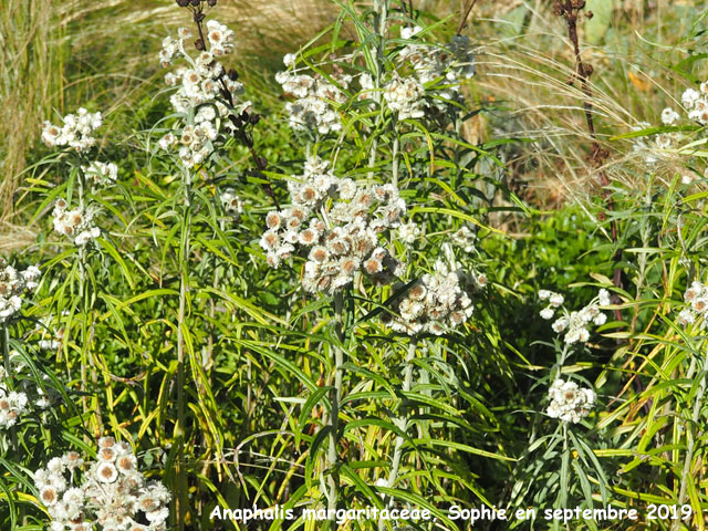 Anaphalis  margaritaceae