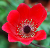 Anemone pavonina