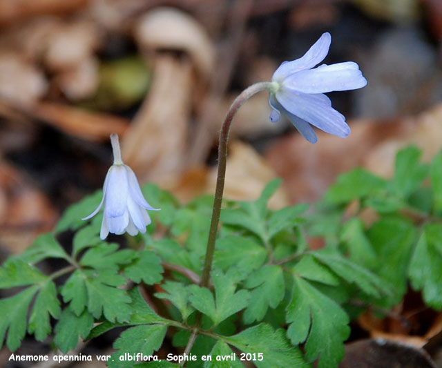 Anemone apennina var. albiflora