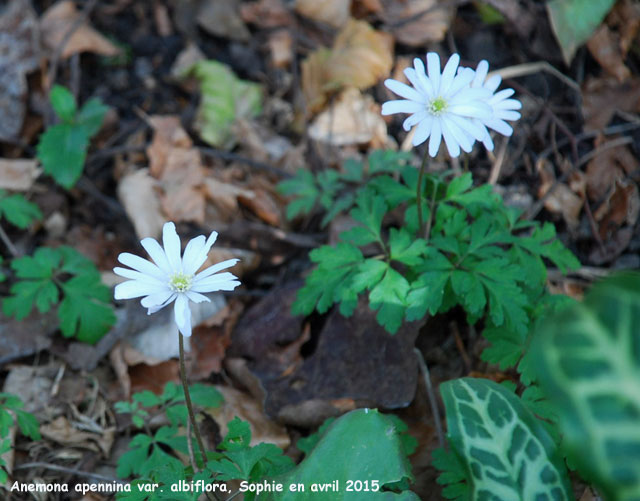 abelia