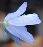 Anemone appenina var. albiflora