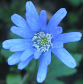 Anemone apennina 'Petrovac'