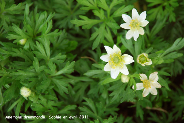 Anemone drummondii