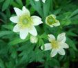 Anemone drummondii