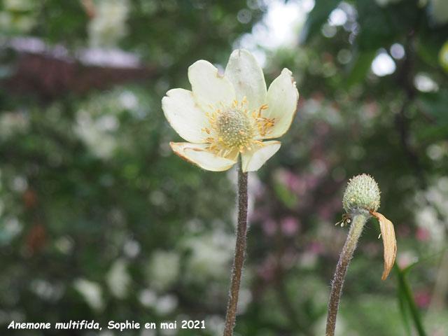 Anemone multifida