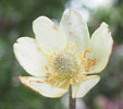 Anemone  multifida