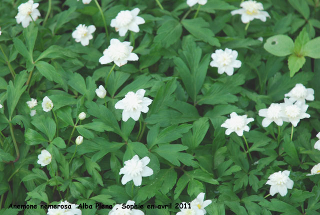 Anemone nemerosa 'Alba Plena'