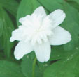 Anemone nemerosa "Alba Plena'